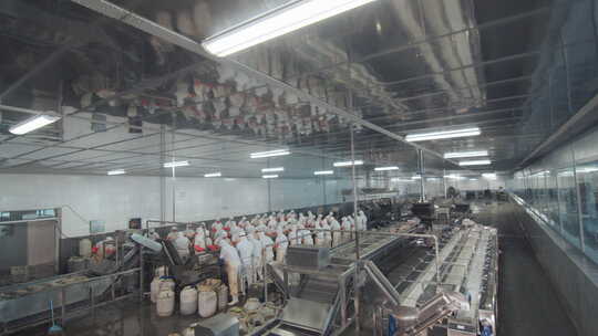 海参加工生产线工人在流水线上处理海鲜