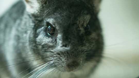 小型宠物龙猫眼睛