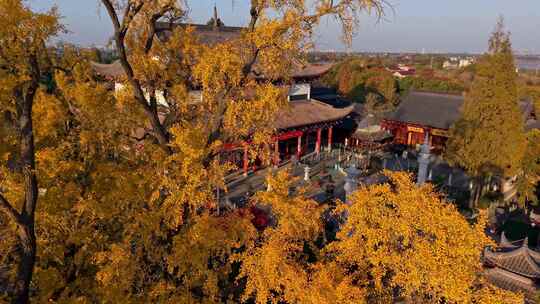 浙江嘉兴梅花洲石佛寺千年银杏航拍