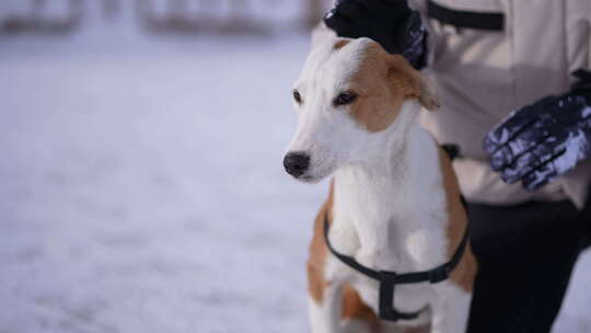 享受冬日抚摸爱犬