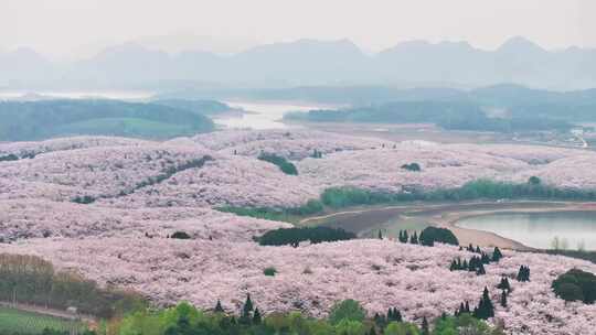 4K航拍贵州安顺平坝樱花园美景