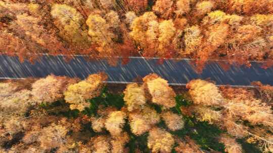 塘下公路 汽车行驶 水杉林