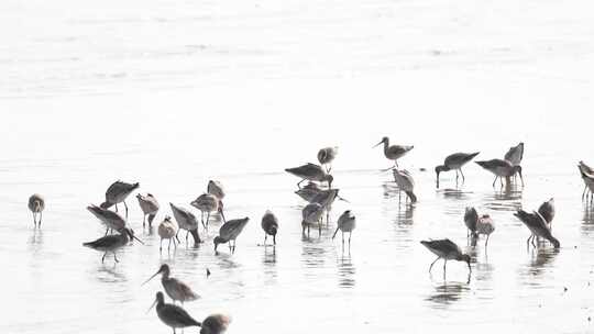 深圳湾飞行觅食的黑尾塍鹬群、鹬鸻群、鸟群