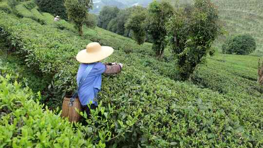 生态茶园采茶春茶采摘