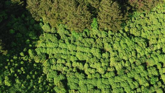 合集视频俯拍绿色植物森林4K