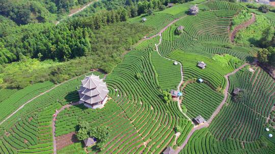 4k 航拍柳州三江布央仙人茶山茶山风景区