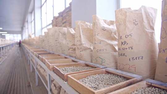 咖啡种植生产基地视频素材模板下载