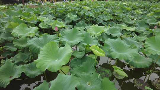 农业种植夏日植物荷花荷叶莲藕实拍