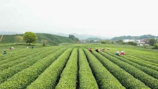 杭州春天茶园采茶航拍杭州龙井茶园采摘