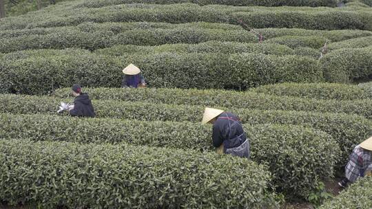 茶茶叶红茶艺采茶泡茶红茶山春茶道茶园农业