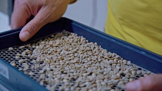 海外咖啡豆种植园视频