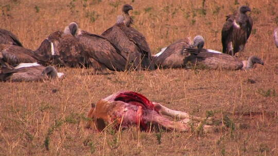 非洲秃鹫在草地上休息
