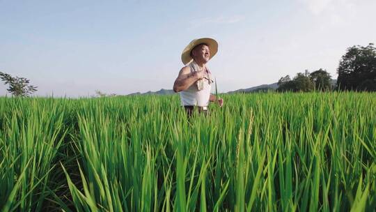 农民水稻丰收