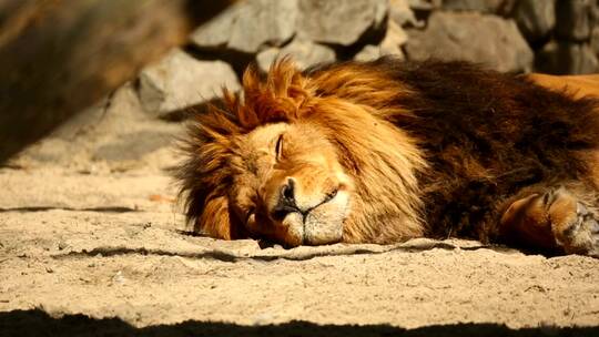 狮子在阳光下休息