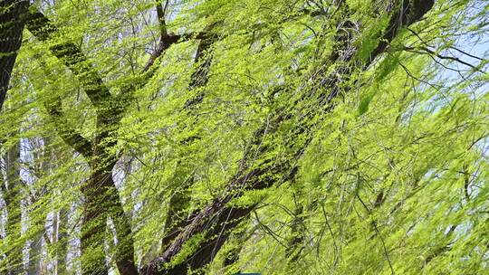 春天春风吹动绿色发芽的垂柳树枝随风摆动