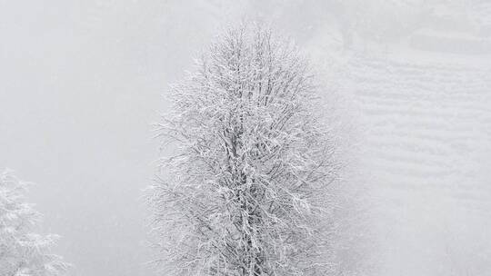 下雪中的树