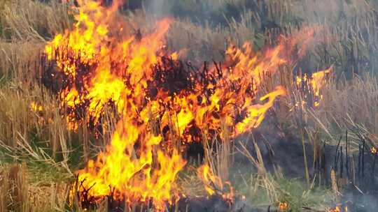 焚烧秸秆污染环境 秸秆焚烧