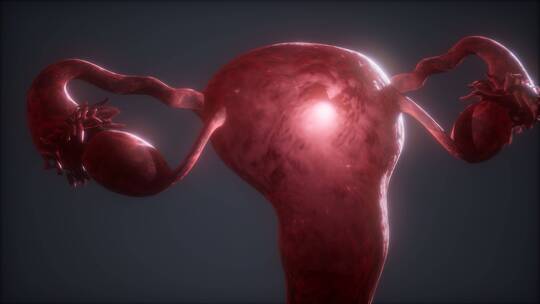女性生殖系统解剖学视频素材模板下载
