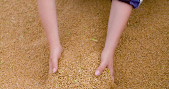 农民手中的小麦谷物