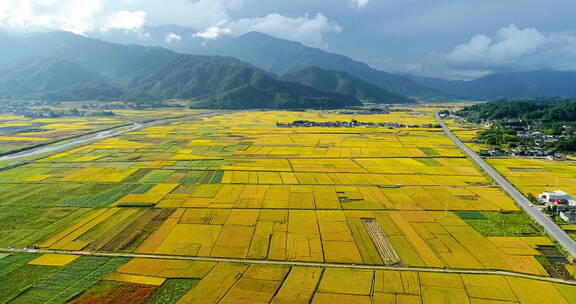 秋天，金黄的稻田