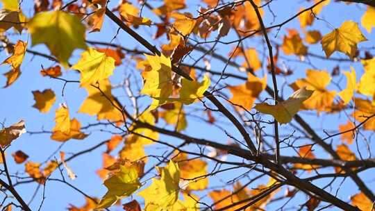 深秋枝头的黄叶