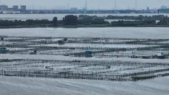 航拍苏州阳澄湖大闸蟹蟹田养殖阳澄湖风光