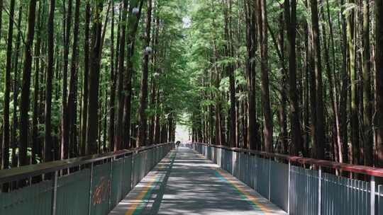 杭州临安青山湖水上森林