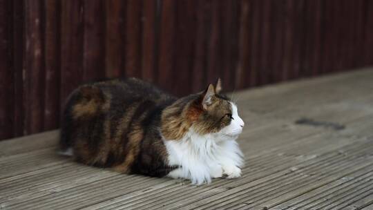 虎斑猫在木头上休息视频素材模板下载