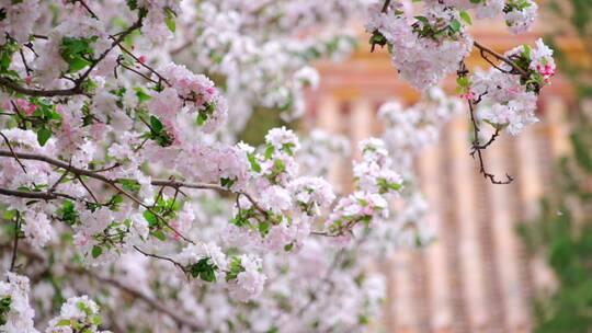 春天中国北京故宫博物院内绽放的海棠花