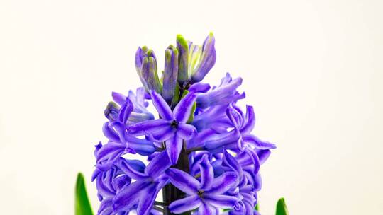 3730_紫色的花盛开