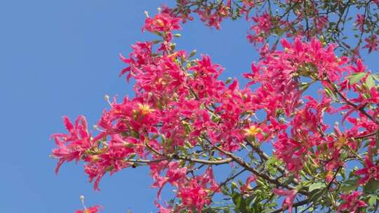 红色异木棉花 粉红色异木棉花 0073