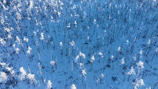 航拍冬季林海雪原松林雾凇