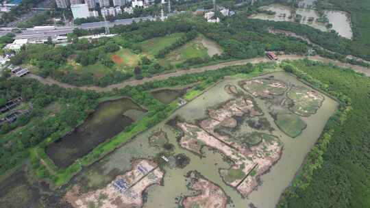 4K航拍深圳福田红树林湿地保护区