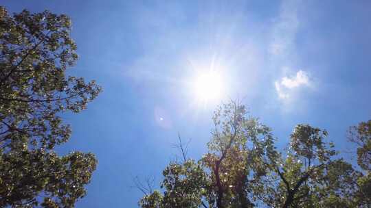 夏天阳光穿过树林树叶子自然风景视频素材