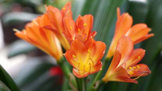 君子兰 大叶石蒜 植物 观赏 花卉 长春市花