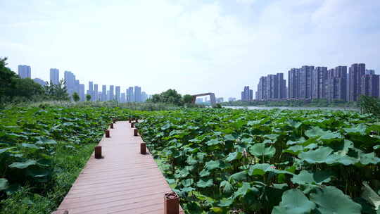 武汉江夏区汤逊湖壹号湿地公园