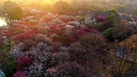 西溪湿地梅花航拍