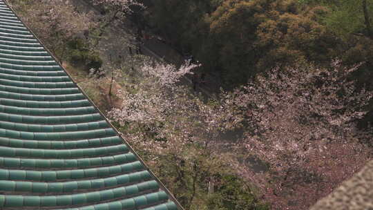 武汉大学建筑 樱花