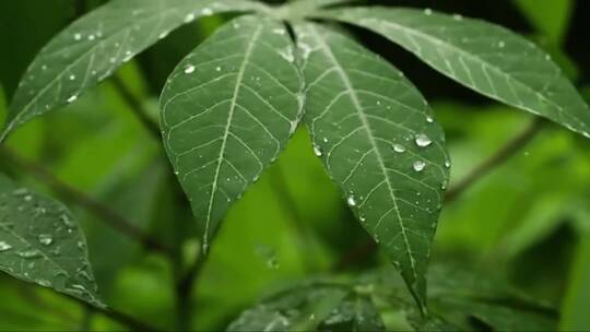 雨滴落在植物上