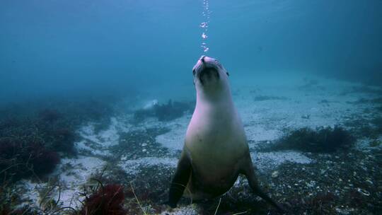 海底的海狮吹泡泡视频素材模板下载