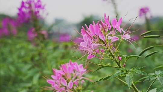 花丛 鲜花盛开 醉蝶花