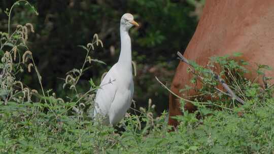 高山草甸上：黄牛与白鹭的觅食交响曲