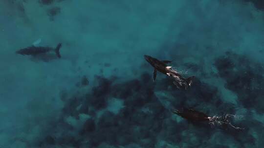 航拍在海面上游玩的海豚视频素材模板下载