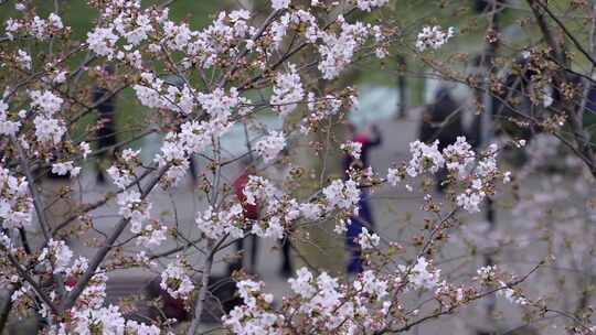 赏春日盛开樱花树，赏春景好时节