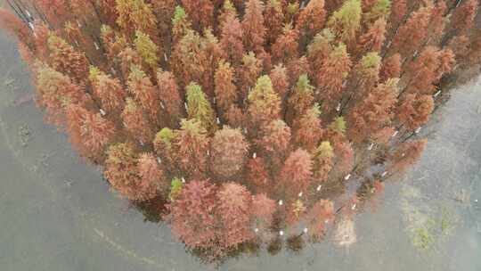 航拍长沙松雅湖公园秋天红色水杉林