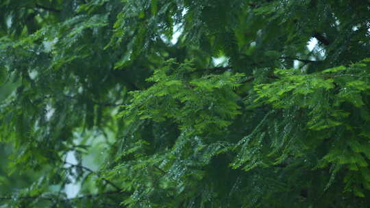 雨后风景