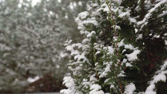 新鲜雪落在松树上的特写镜头