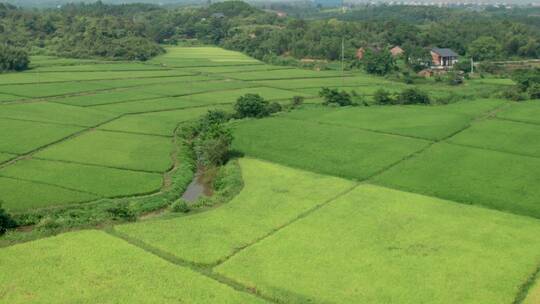 航拍乡村绿油油的稻田自然景观视频素材模板下载