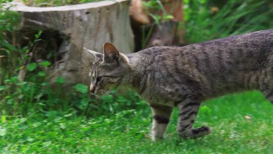 绿色草坪上的虎斑猫