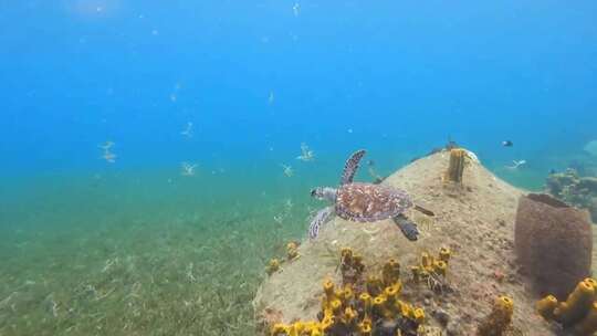 潜入海底跟拍海龟游泳